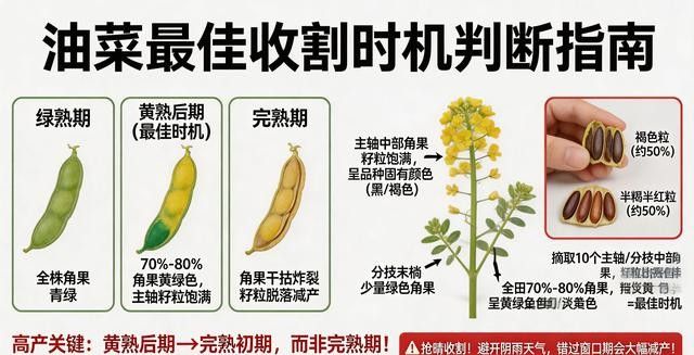 油菜心种植技术