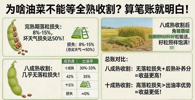 油菜心种植技术