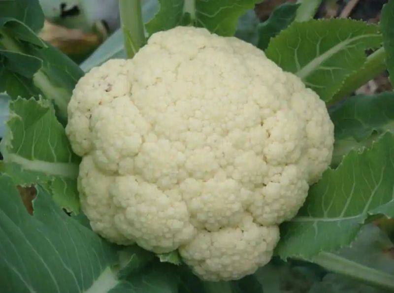花菜种植时间和方法