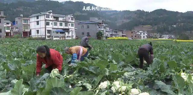花菜种植时间和方法