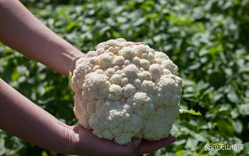 花菜种植时间和方法