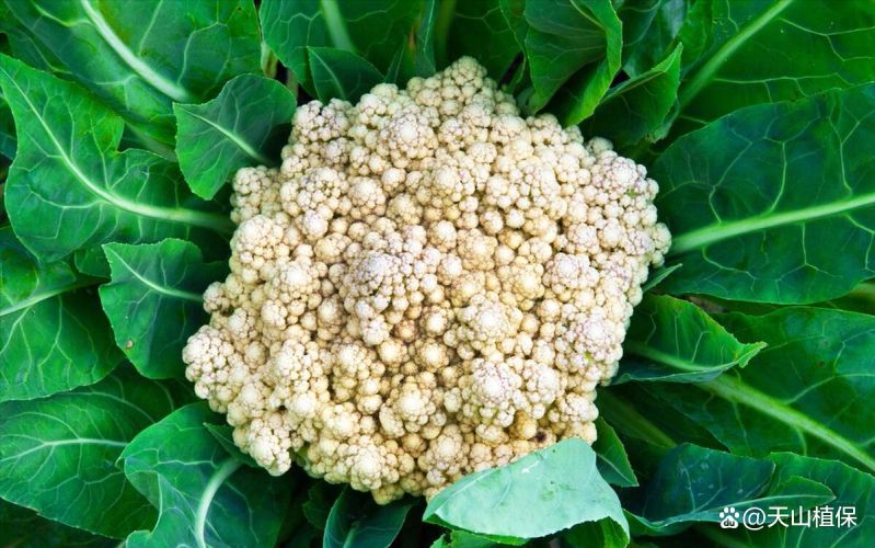 花菜种植时间和方法