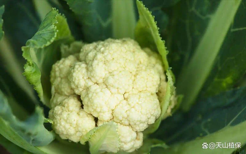 花菜种植时间和方法