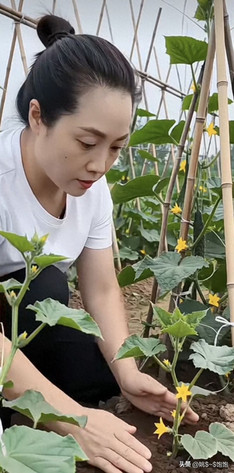 黄瓜种植方法