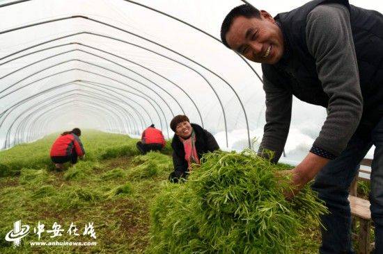 芦蒿的种植技术