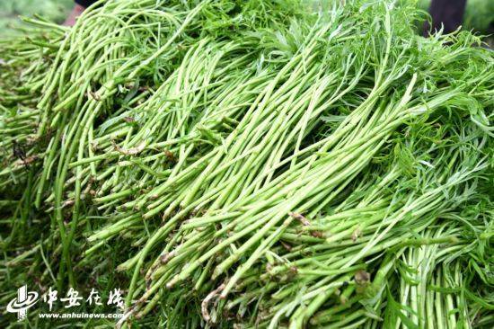 芦蒿的种植技术