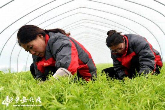 芦蒿的种植技术