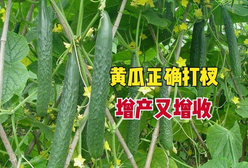 黄瓜种植方法