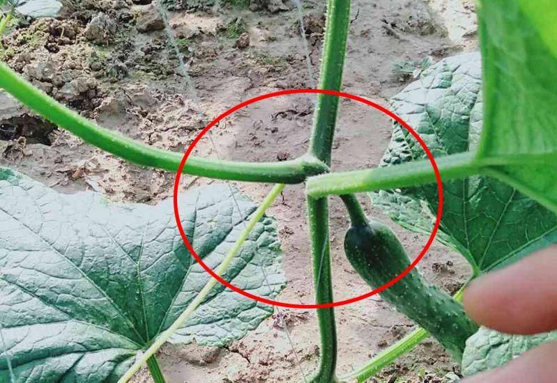 黄瓜种植方法