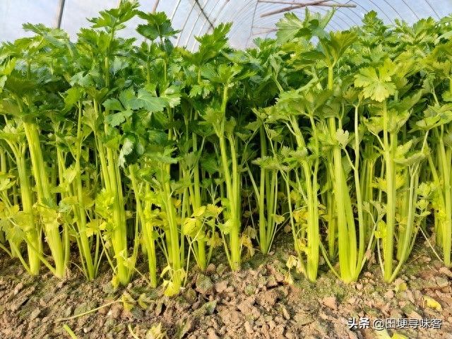 萝卜苗的种植方法