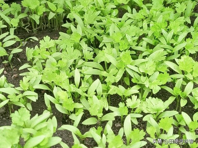 萝卜苗的种植方法