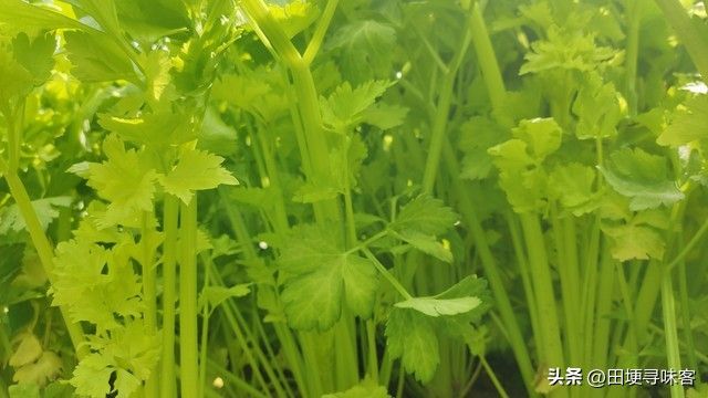 萝卜苗的种植方法