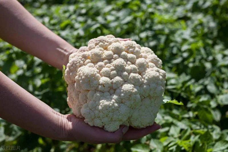 花菜种植时间和方法