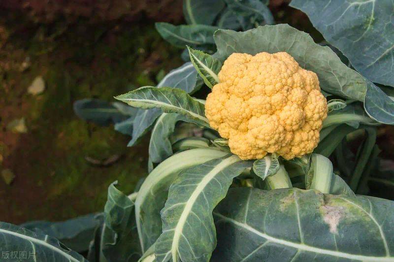 花菜种植时间和方法