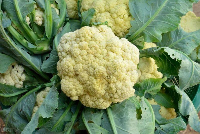 花菜种植时间和方法