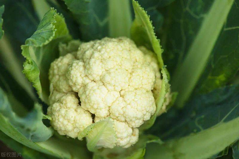 花菜种植时间和方法