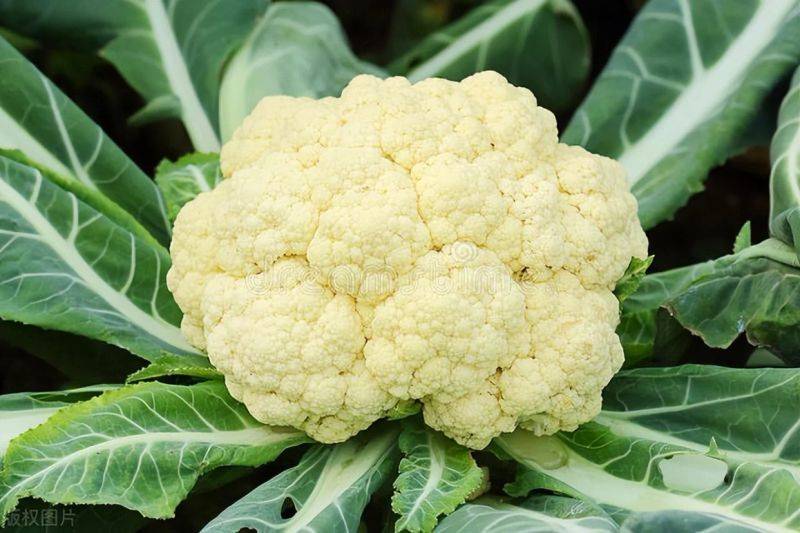 花菜种植时间和方法
