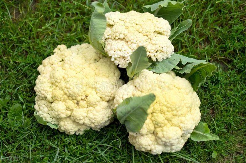 花菜种植时间和方法