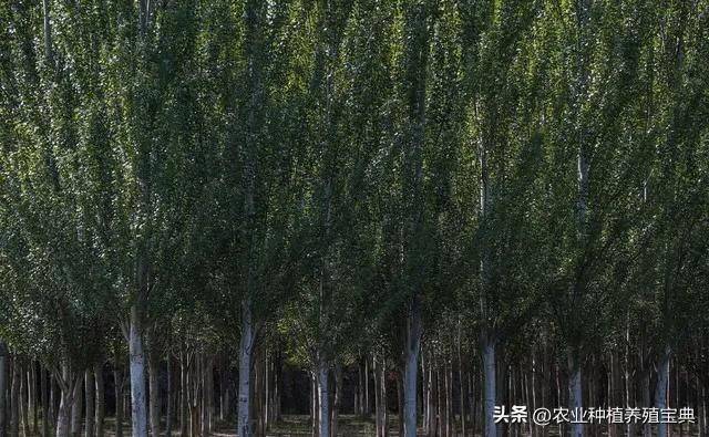 国槐的种植方法