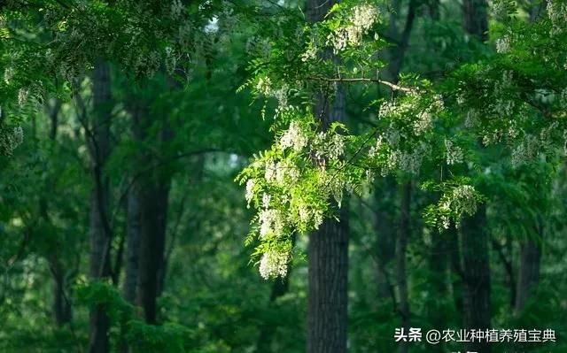国槐的种植方法