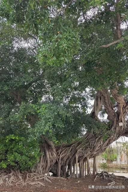 国槐的种植方法