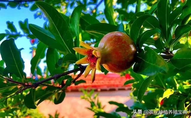 国槐的种植方法
