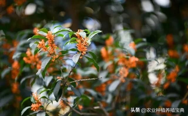 国槐的种植方法