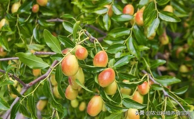 国槐的种植方法