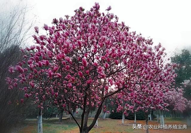 国槐的种植方法