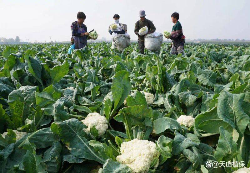 花菜种植时间和方法