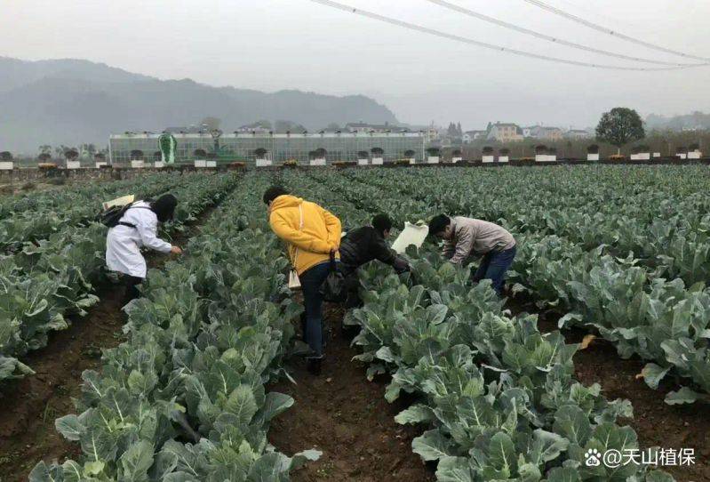 花菜种植时间和方法