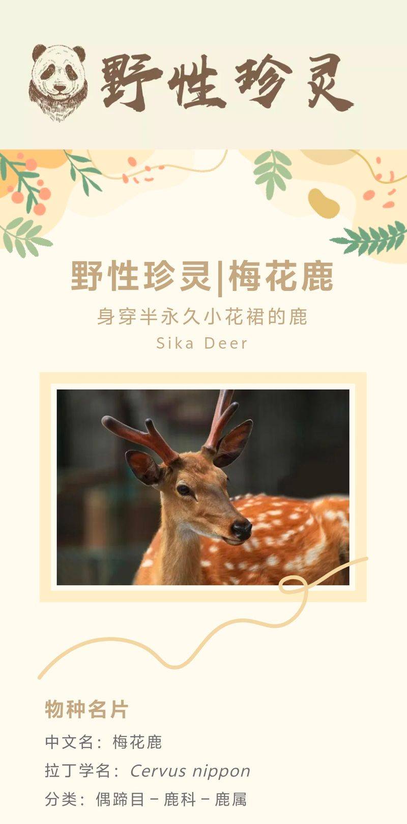 野性珍灵|身穿半永久小花裙的鹿——梅花鹿