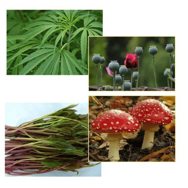 安全用药常识