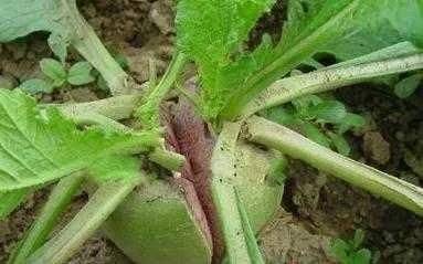 萝卜苗的种植方法