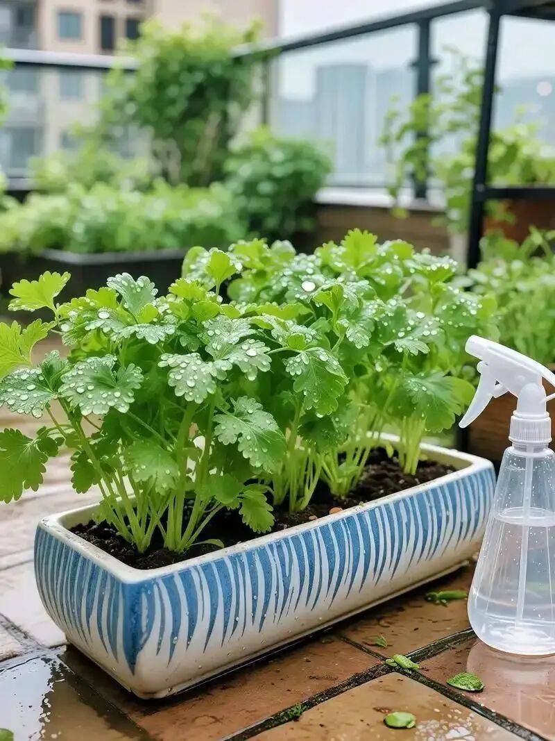 萝卜苗的种植方法
