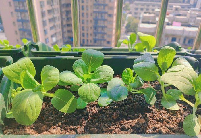萝卜苗的种植方法