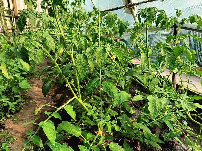 番茄树种植方法