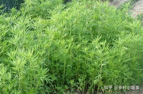 芦蒿的种植技术