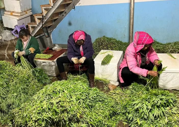芦蒿的种植技术
