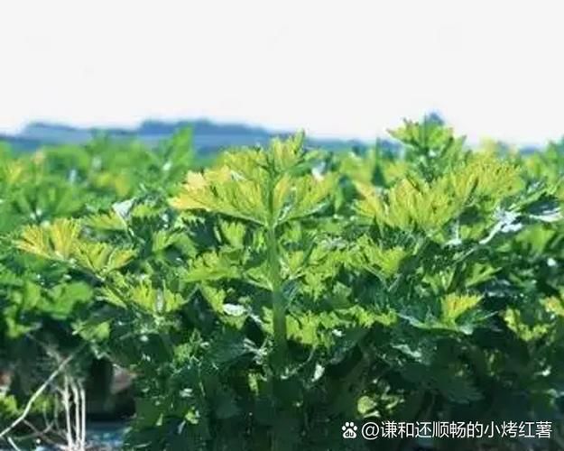 萝卜苗的种植方法