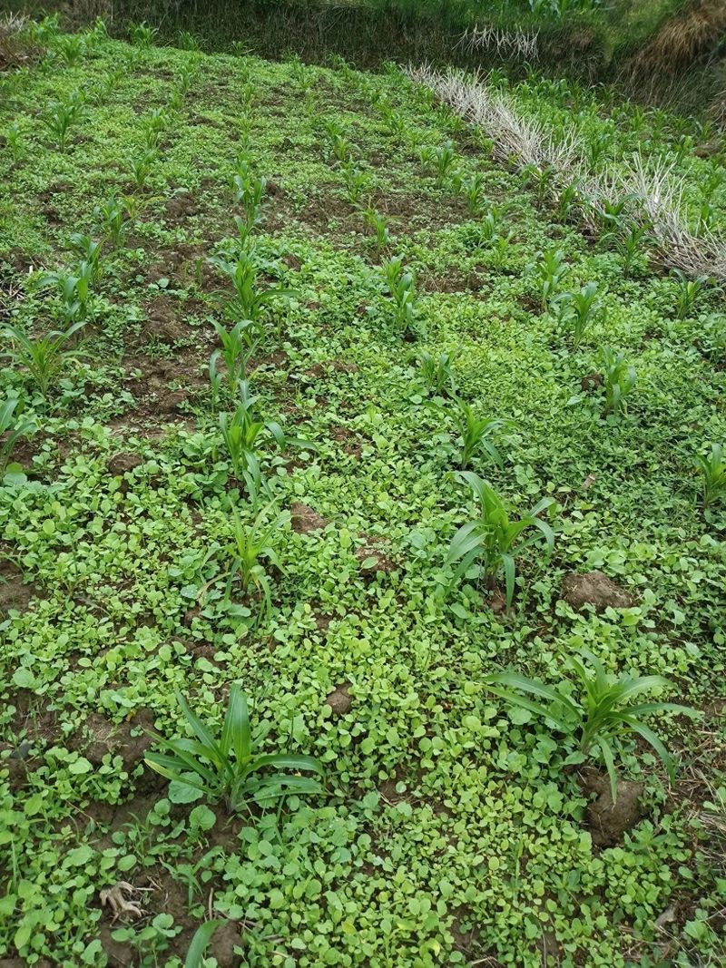油菜心种植技术