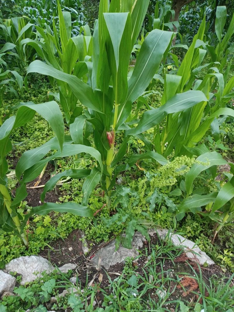 油菜心种植技术