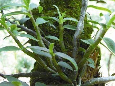石斛种植方法家庭