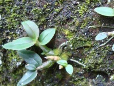 石斛种植方法家庭