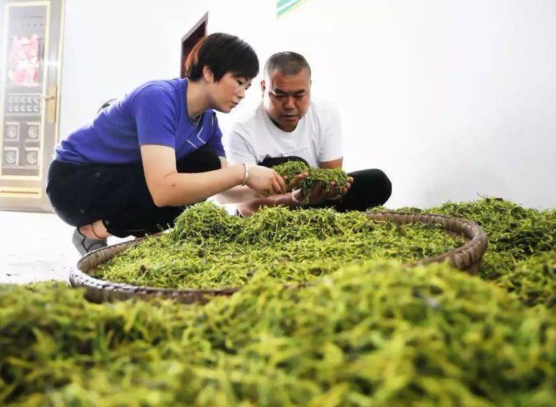 金银花种植技术与管理