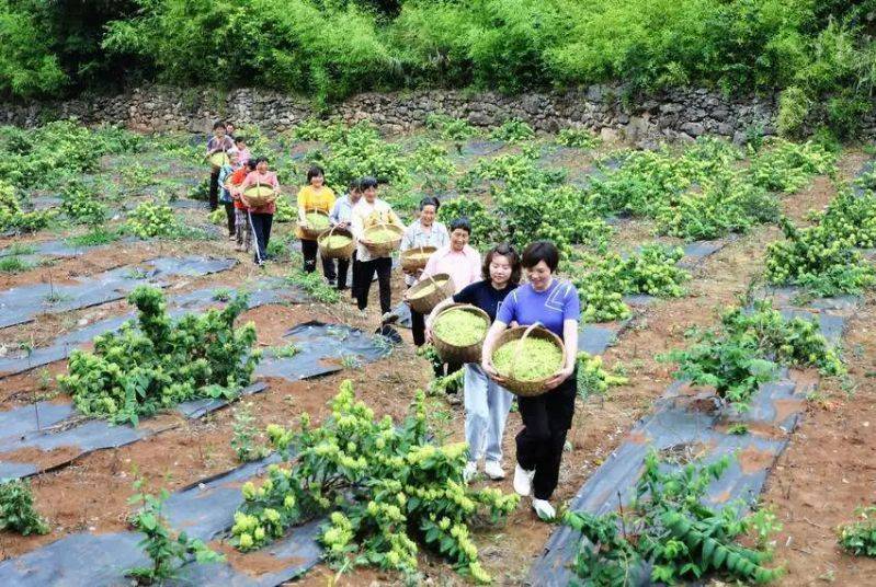 金银花种植技术与管理