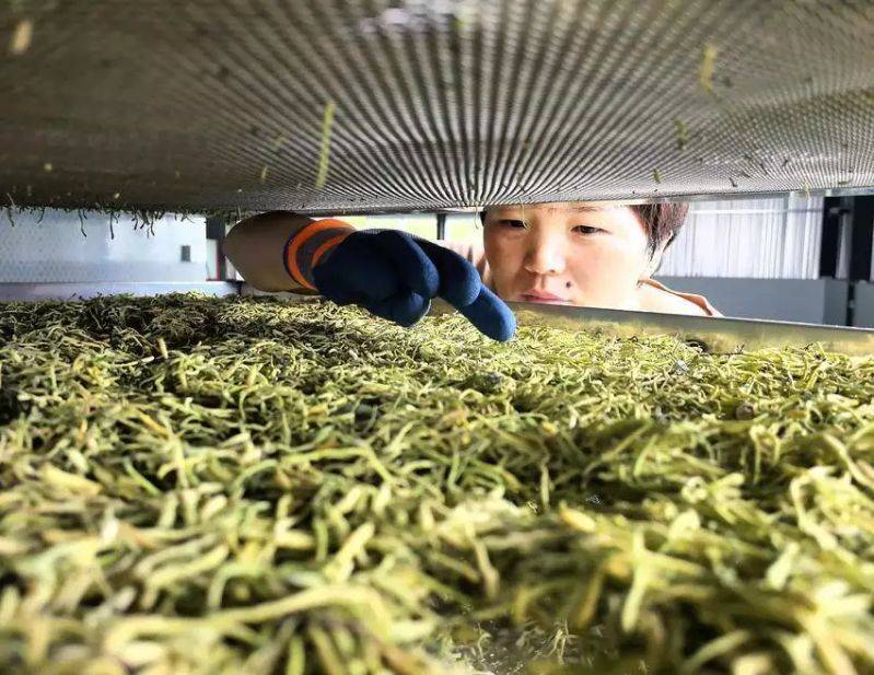 金银花种植技术与管理
