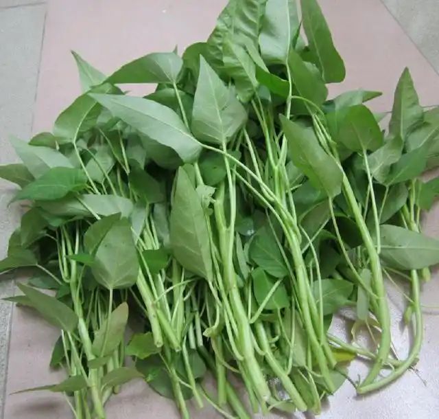 盆栽空心菜的种植方法