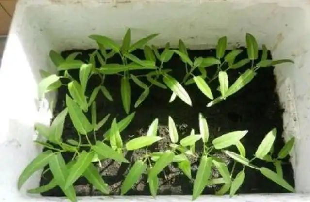盆栽空心菜的种植方法