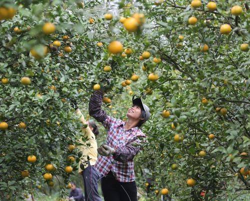 德庆贡柑首次走出国门，这所高校的农村科技特派员立了功